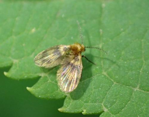 Trichomyia sp.
